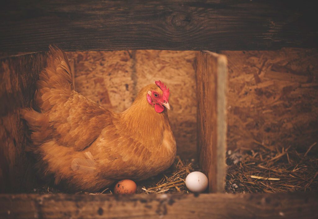 Høne ligger på æg
